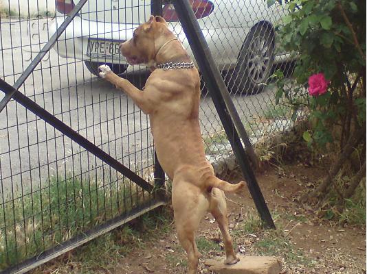 PIT BULL ΑΡΙΣΤΗΣ ΜΟΡΦΟΛΟΓΙΑΣ,ΕΚΛΕΚΤΑ ΑΙΜΑΤΑ