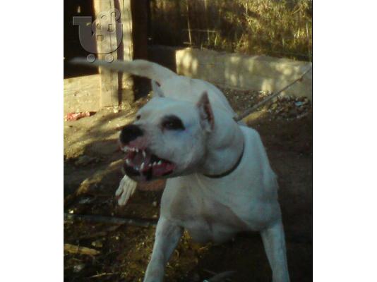 Dogo Argentino Koutavakia