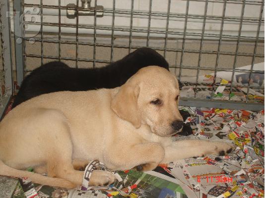 LABRADOR