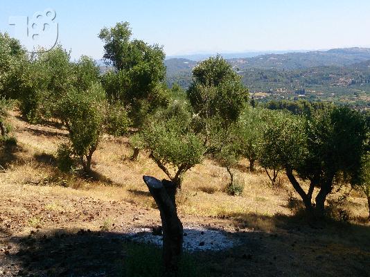 Αγροτεμάχιο 4600τμ στην Κρέστενα