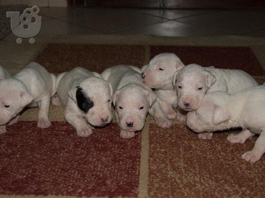 PoulaTo: dogo argentino