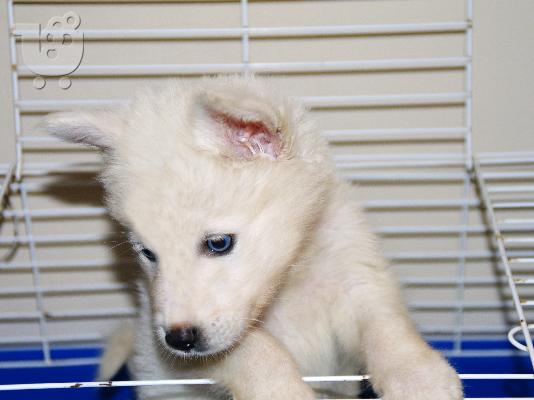 Χάσκι Σιβηρίας (Siberian Husky)