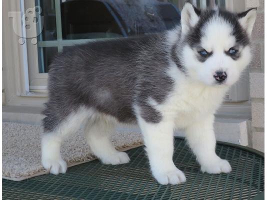 PoulaTo: Σιβηρικό χάσκι / Siberian Husky