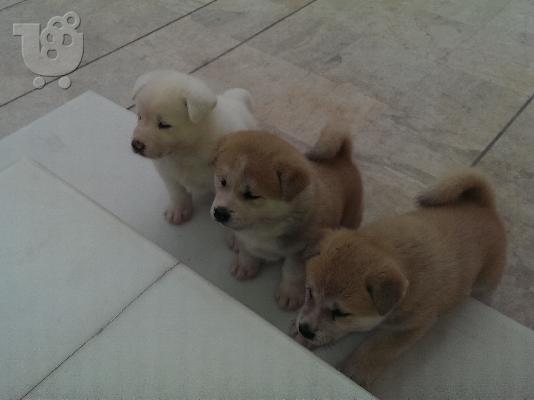 Akita Inu