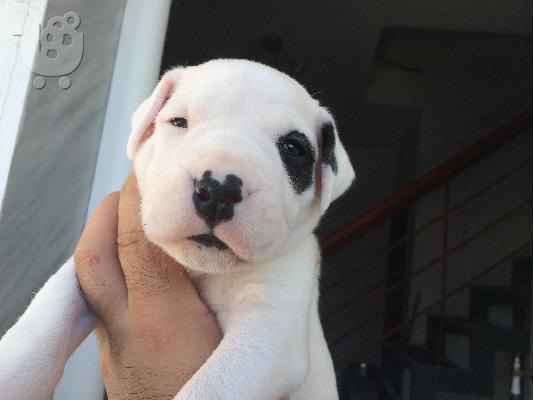 PoulaTo: dogo argentino