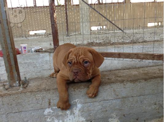 DOGUE DE BORDEAUX -ΓΑΛΛΙΚΟ MASTIF