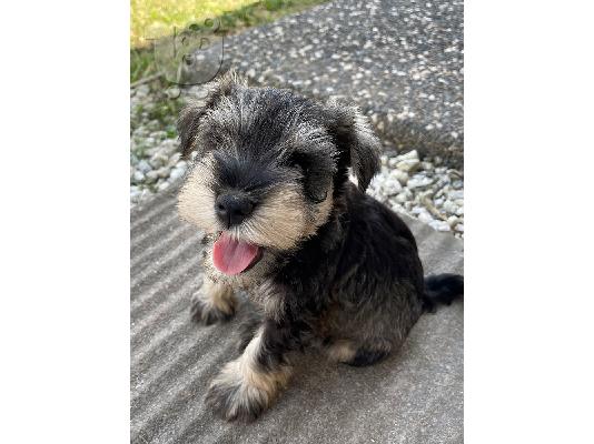 PoulaTo: Schnauzer mini - Σνάουτσερ μινι