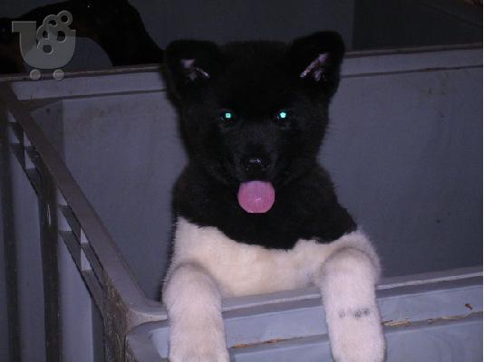 PoulaTo: AKITA