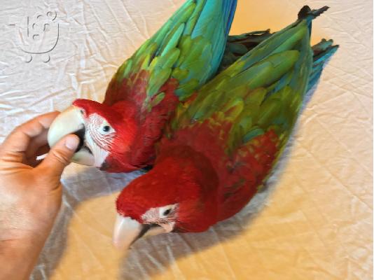 2 μωρό θηλυκό GreenWing Αρά
