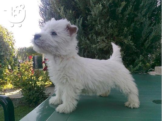 WEST HIGHLAND TERRIER