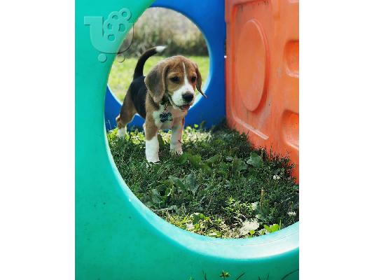 Πώληση κουτάβια Nice Beagle.