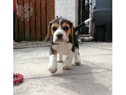 PoulaTo: 7 όμορφα εγγεγραμμένα Kc κουτάβια Beagle.