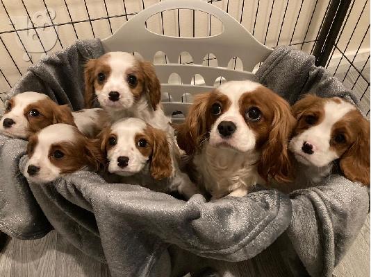 PoulaTo: Kc Εγγεγραμμένος Cavalier King Charles Spaniels