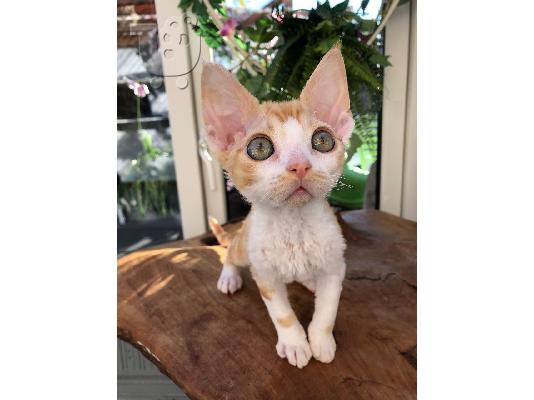PoulaTo: γατάκια Devon Rex