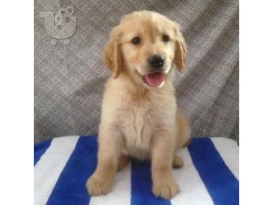 X μάζα τεριέ Golden Retriever