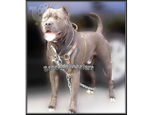 PoulaTo: Bandog american