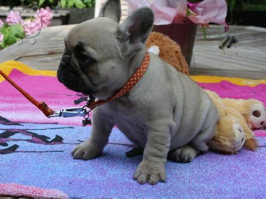 PoulaTo: γαλλικά κουτάβια μπουλντόγκ / French bulldog puppies