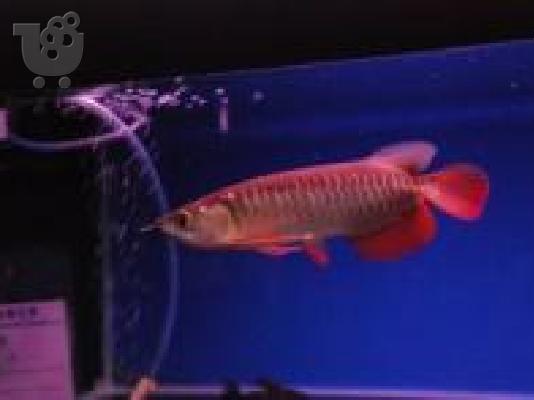 Ποιότητα και προσιτή Koi, Arowanas, Pygo Pinrahas, Flowerhorn Ψάρια