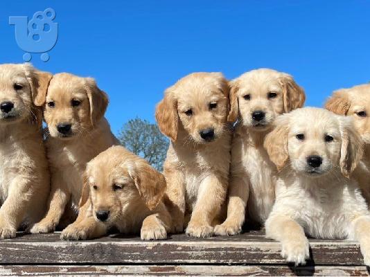 PoulaTo: Πωλείται κουτάβι Golden Retriever