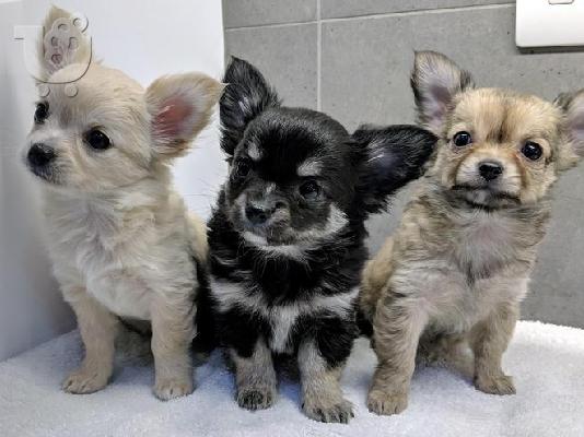 PoulaTo: Chihuahua σκυλιά και κουτάβια προς πώληση