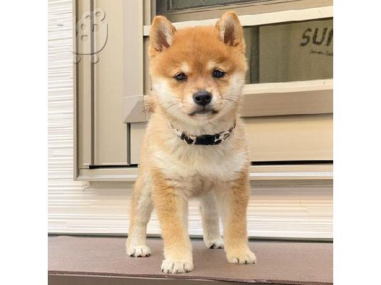 PoulaTo: Αξιολάτρευτα κουτάβια Shiba Inu