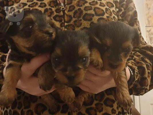 PoulaTo: Yorkshire Terrier