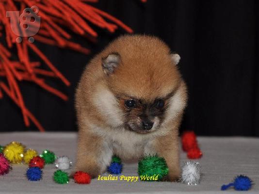 Pomeranian Toy
