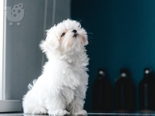 PoulaTo: Maltese puppies - Μαλτέζ κουτάβια