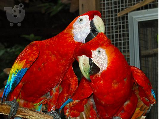 PoulaTo: Baby παπαγάλοι macaw