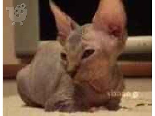 PoulaTo: (Sfigka Faraw (Σφιγγα Φαραω)) Σφίγγα (Sphynx)