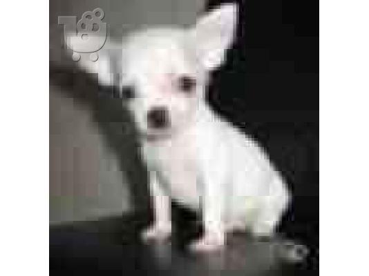 PoulaTo: (chihuaha miniature( τσιουαουα μινιατουρες)) Τσιχουάουα