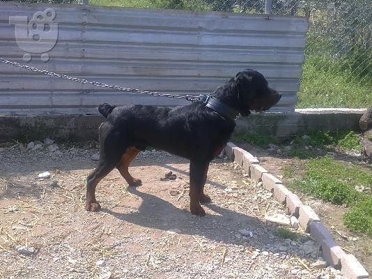 koutavia ROTTWEILER