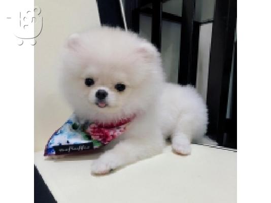 PoulaTo: Φοβερά κουτάβια T-Cup Pomeranian