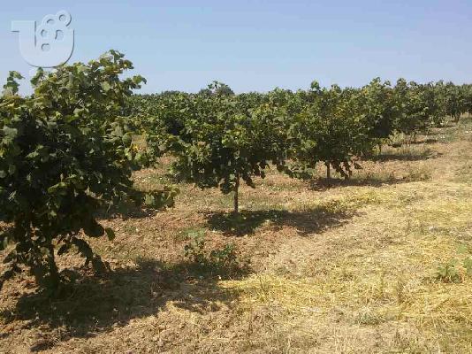 PoulaTo: Φουντουκιά δέντρο - Δενδρώδης φουντουκιά.