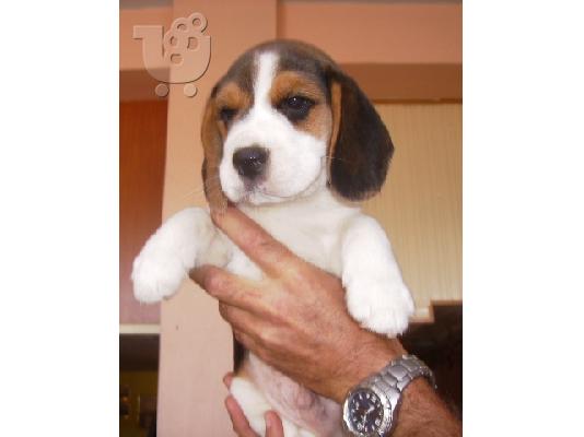 BEAGLE Μπίγκλ Μπίγκλ