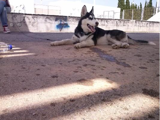 Καθαροαιμο Χασκυ
