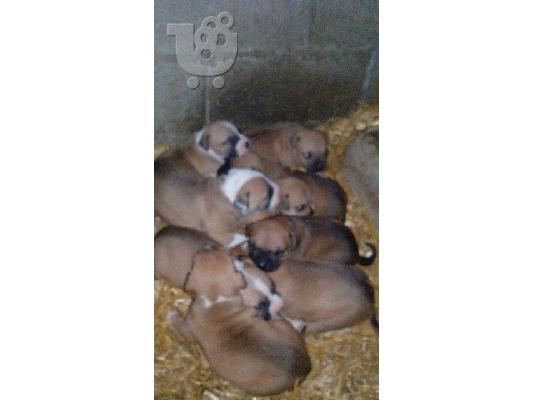 PoulaTo: pitbull koytavia