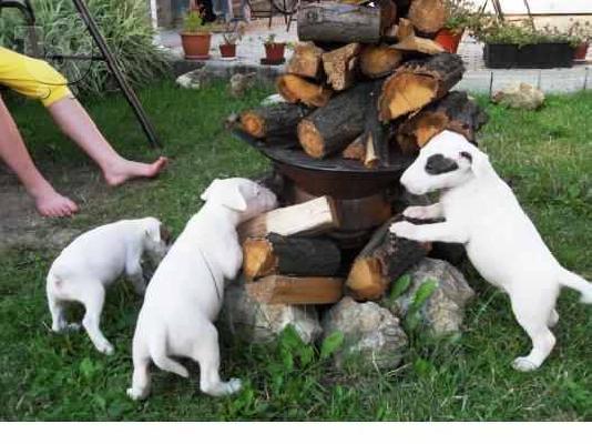 PoulaTo: .ΜΠΟΥΛ ΤΕΡΙΕ BUL TERRIE — Δάφνη 