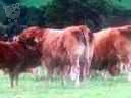 ΑΡΝΙΑ ελληνικα αξιωτικα 200 τεμαχια-