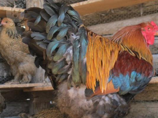 PoulaTo: Πωλούνται κοκόρια Μπράχμα