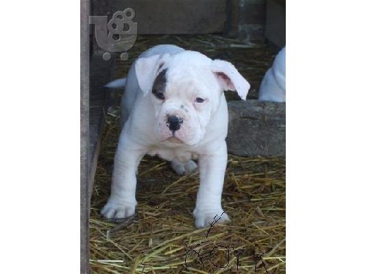 PoulaTo: AMERICAN BULLDOG