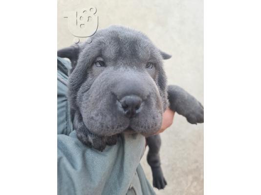 Τα κουτάβια Shar pei
