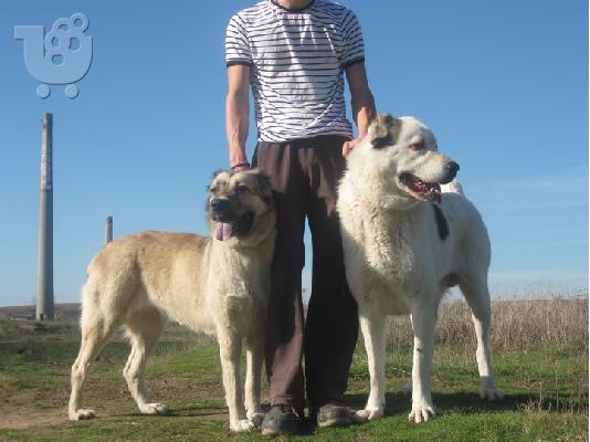 PoulaTo: alabai puppies