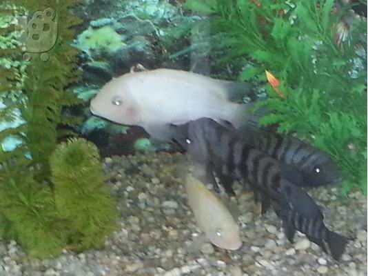 κιχλιδες    Archocentrus nigrofasciatus
