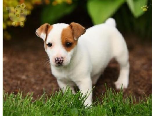 PoulaTo: (+4915210317864)Πολύ γλυκά κουτάβια jack russell