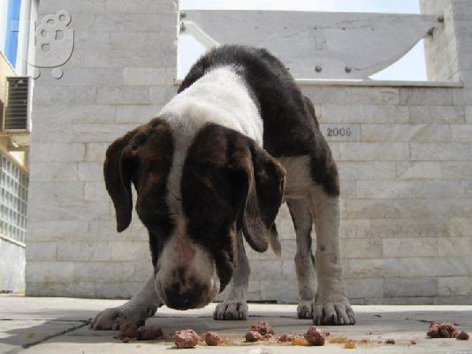 ΗΜΙΑΙΜΟ BULL TERRIER ΠΡΟΣ ΥΙΟΘΕΣΙΑ,ΑΡ ΠΡΩΤ 4247/02