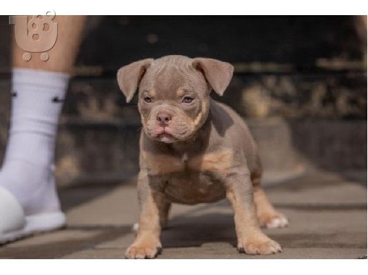 PoulaTo: Πωλείται American Bulldog