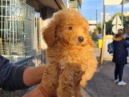PoulaTo: Caniche mini - Κανίς μίνι