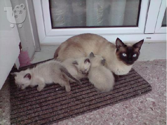 PoulaTo: ΠΩΛΟΥΝΤΑΙ ΓΑΤΑΚΙΑ ΣΙΑΜ Σιαμαία ( Siamese)