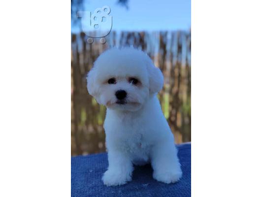 Bichon Frize κουτάβι